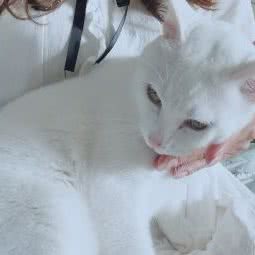 主人心宠物医院(莲塘伙伴分院):深圳市罗湖区莲塘附近