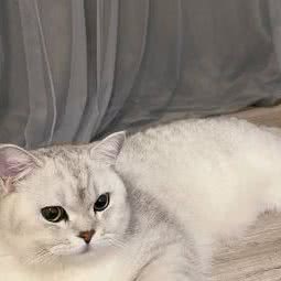 波克宠物:深圳市罗湖区黄贝岭附近