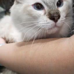 宠森猫舍:深圳市罗湖区黄贝岭附近