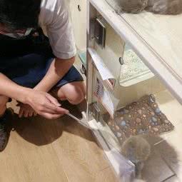 °C卧虎猫馆(IBC分店):深圳市罗湖区布心/太白路附近