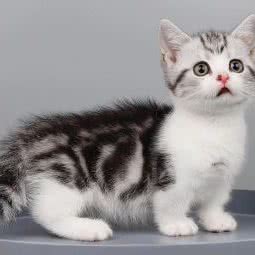 范冰冰宠猫舍:深圳市罗湖区田贝/水贝附近