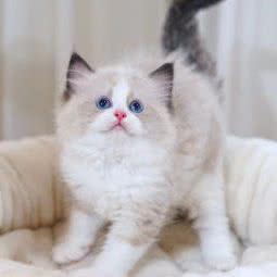 喵星联萌猫舍:深圳市罗湖区田贝/水贝附近