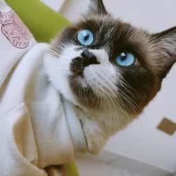 小狮子宠物:深圳市罗湖区银湖/泥岗附近