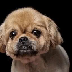 萌宠都会宠物店:深圳市罗湖区银湖/泥岗附近