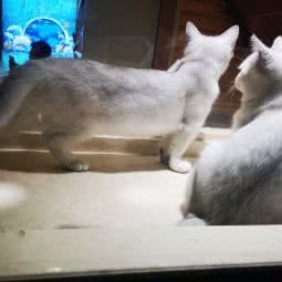 星辰宠物生活馆:深圳市罗湖区地王大厦附近