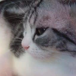 萌千喜宠物:深圳市罗湖区地王大厦附近