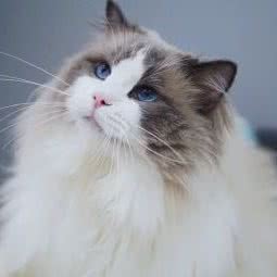 hellopet有家猫舍喵星联盟:深圳市罗湖区地王大厦附近