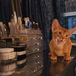 爪爪喵星球(平安金融中心店):深圳市福田区市中心/会展中心附近