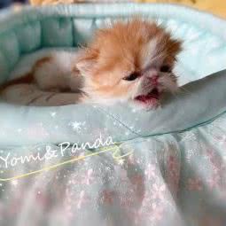 Yomi&Panda猫舍:天津城区北辰区青光镇附近