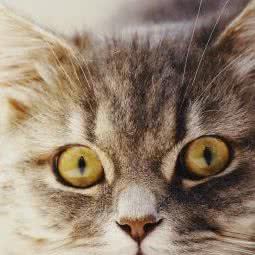 爪爪喵星球(卓悦中心店):深圳市福田区市中心/会展中心附近