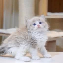 橙子猫舍:深圳市福田区市中心/会展中心附近