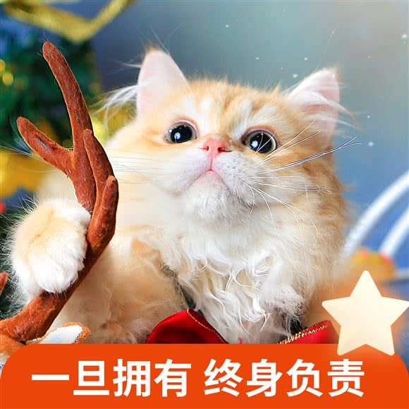 米乐乖乖宠物生活馆(大中华店):深圳市福田区市中心/会展中心附近