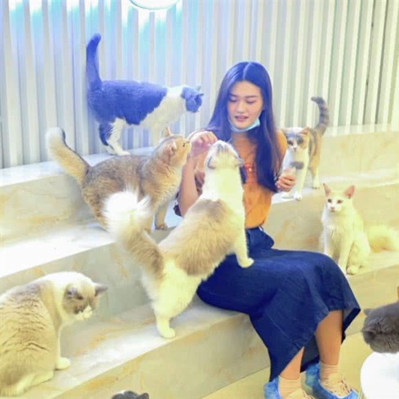 Free Pet自由派·萌喵体验馆(福田店):深圳市福田区车公庙附近