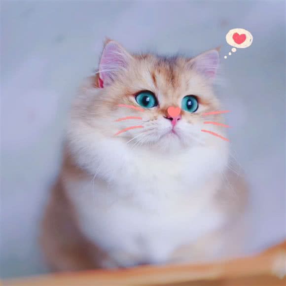 遇上吾喵·猫舍(南山来福士店):深圳市福田区车公庙附近