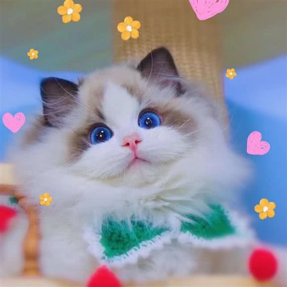 喵府?猫舍(福田车公庙店):深圳市福田区车公庙附近