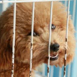 小尾巴汪宠乐园:深圳市福田区梅林附近