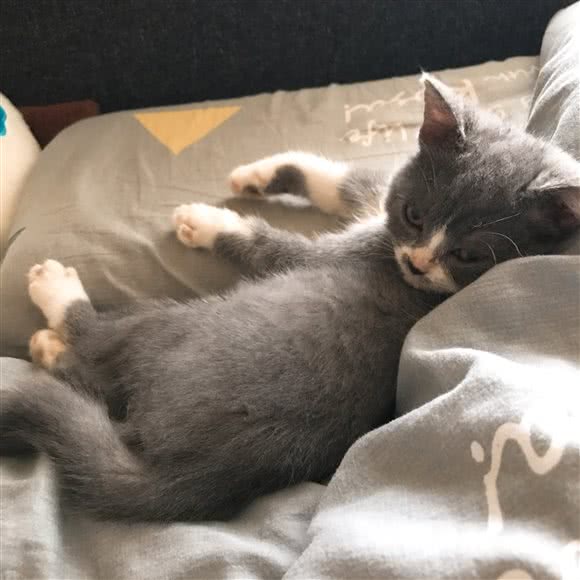 喵喵宠物:深圳市福田区梅林附近