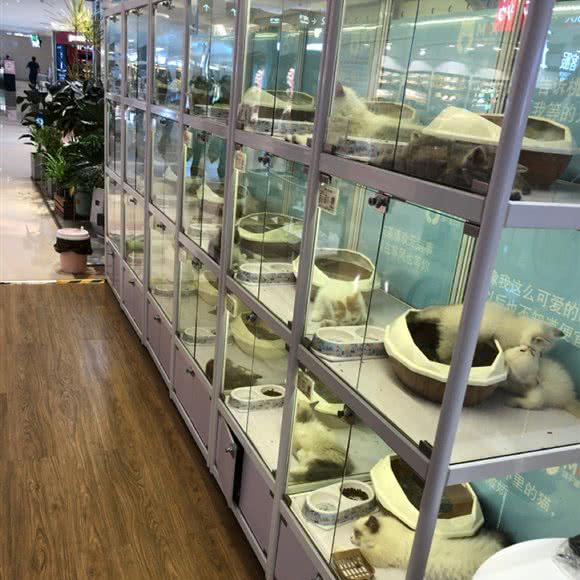 萌千喜宠物馆:深圳市福田区梅林附近