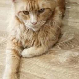 杰瑞的猫舍:深圳市福田区梅林附近