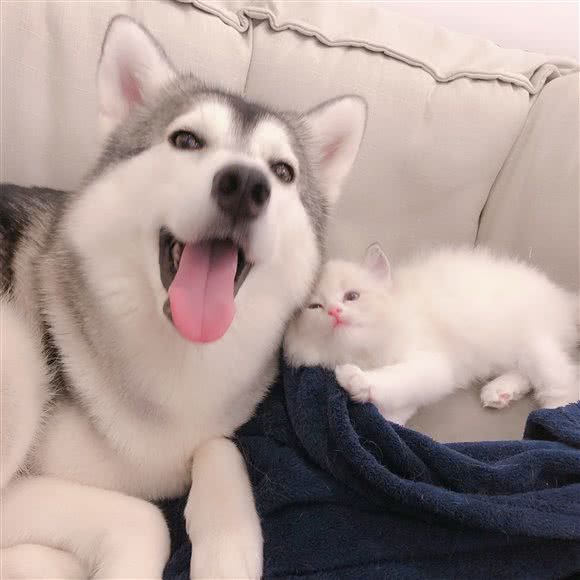 猫宁·猫舍:深圳市福田区梅林附近