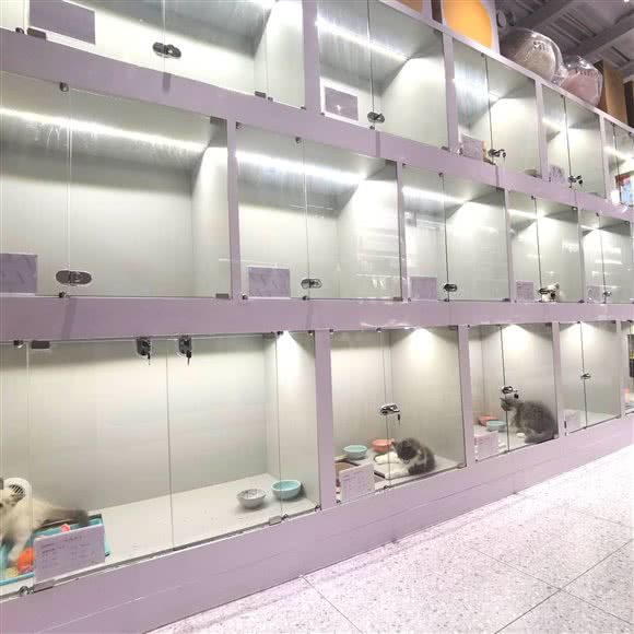 凯多宠世界:深圳市福田区梅林附近