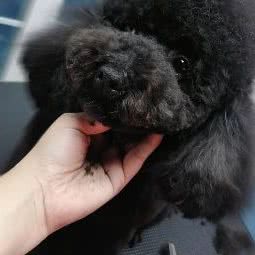 维宠联萌宠物用品店:天津城区北辰区西横堤/瑞景新天地附近