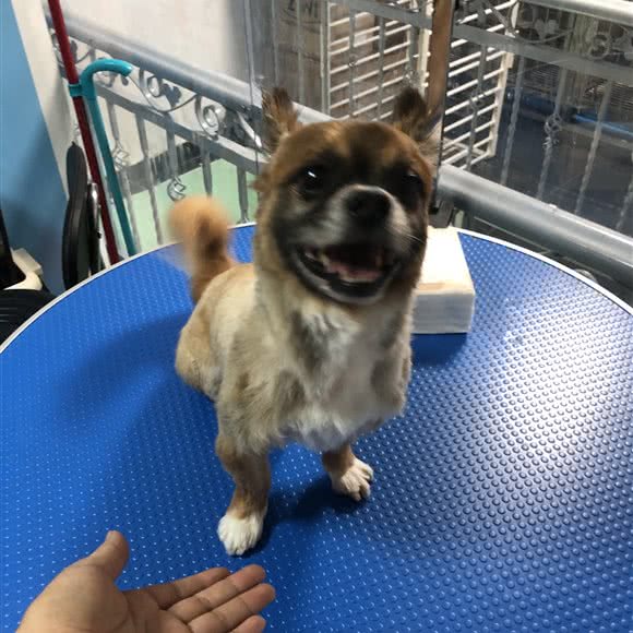 派多格宠物 水围店:深圳市福田区皇岗/水围附近