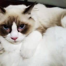 叮叮·宠物店:深圳市福田区皇岗/水围附近