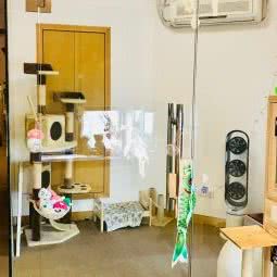 猫托邦度假宠物寄养酒店:深圳市福田区皇岗/水围附近