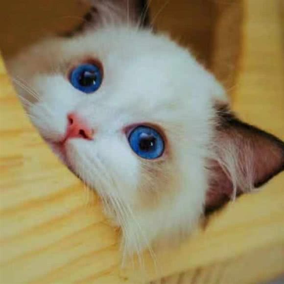 阳光布偶猫舍:深圳市福田区皇岗/水围附近