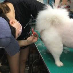 犬之舍:深圳市福田区皇岗/水围附近