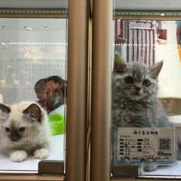 萌萌哒猫舍:深圳市福田区皇岗/水围附近