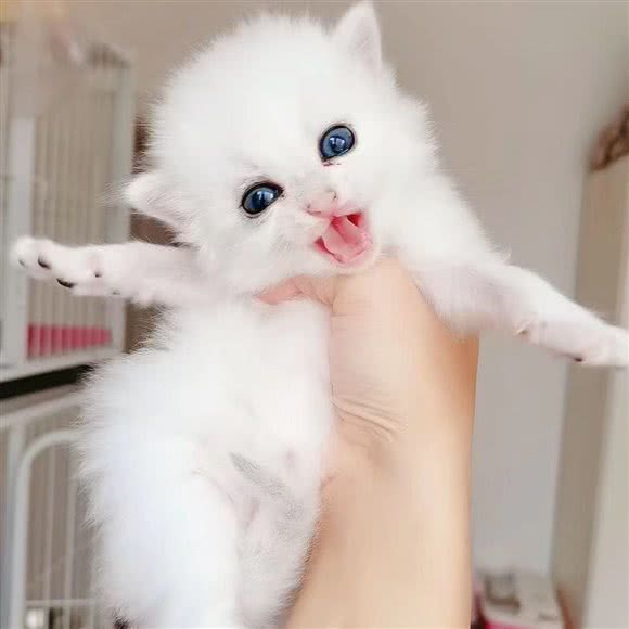 心悦猫舍·猫咖:深圳市福田区皇岗/水围附近