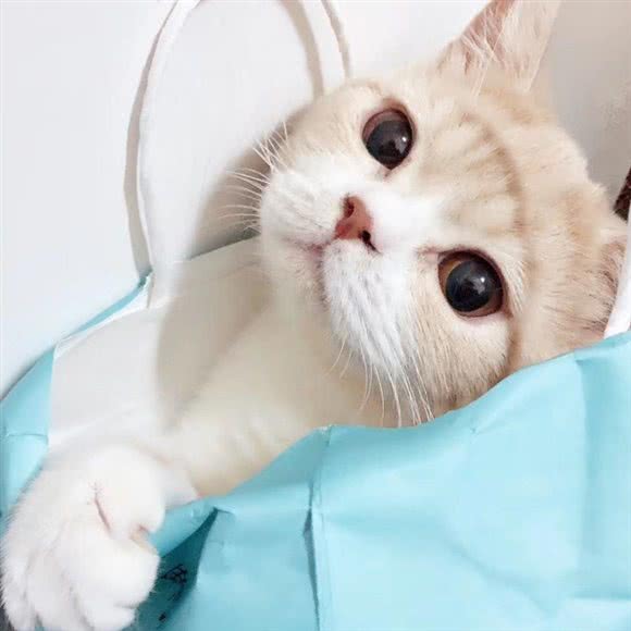 袖虎狗狗:深圳市福田区新洲/石厦附近