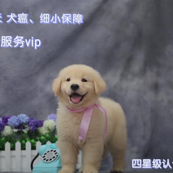 金色世家宠物训犬:深圳市福田区新洲/石厦附近