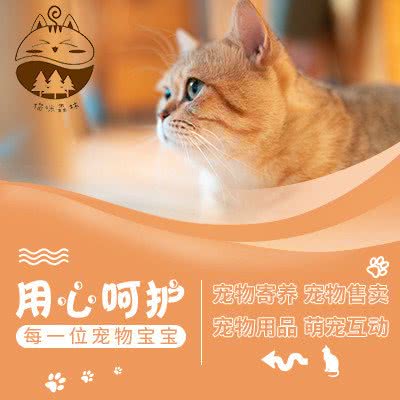 猫咪森林·寄养:深圳市福田区新洲/石厦附近