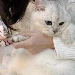 多猫(福田店):深圳市福田区新洲/石厦附近