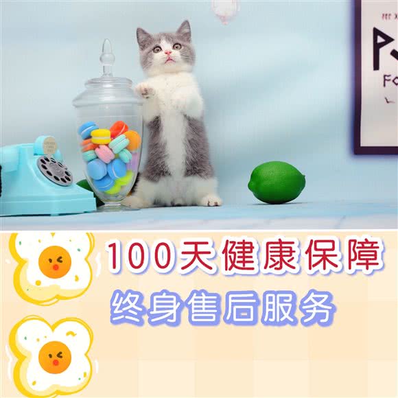 慢宠·猫舍:深圳市福田区新洲/石厦附近