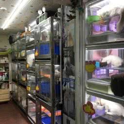 狗猫专卖(沙尾分店):深圳市福田区新洲/石厦附近