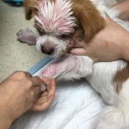 联合宠物医院(深圳新洲分院):深圳市福田区新洲/石厦附近