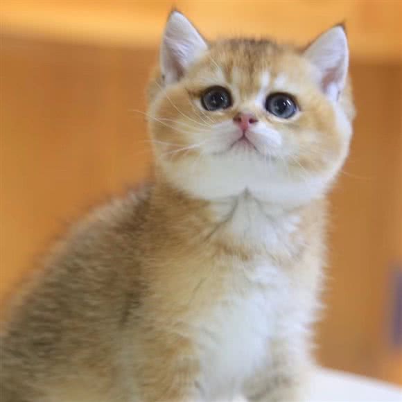 啵啵 ? 猫舍:深圳市福田区香蜜湖附近