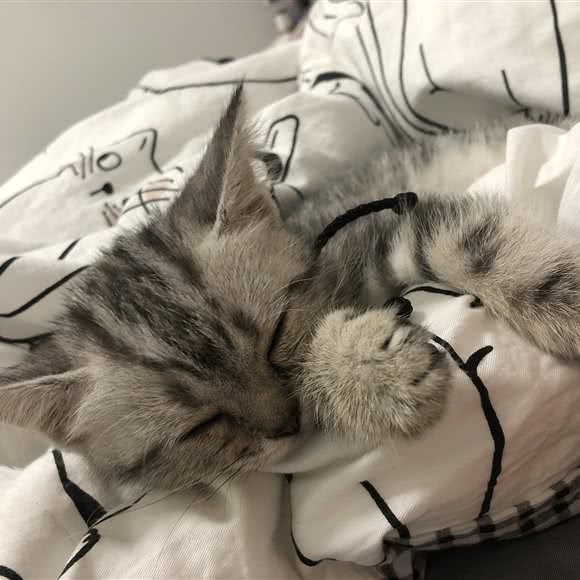 宠里宠物馆:深圳市福田区八卦岭/园岭附近