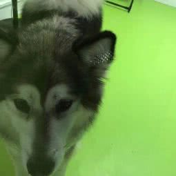 龙跃宠物店:深圳市福田区八卦岭/园岭附近