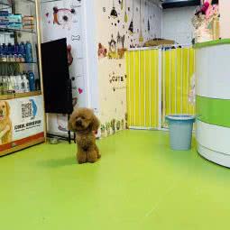 焓星美萌宠中心:深圳市福田区八卦岭/园岭附近