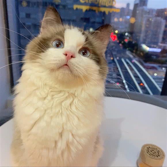 少女与猫·猫咖·猫舍(卓越中心店):深圳市福田区岗厦附近