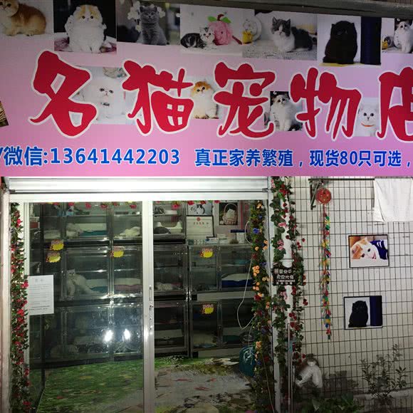 名猫宠物店(家有萌宠宠物店):深圳市福田区沙头附近
