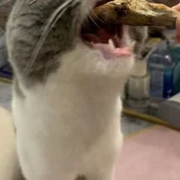 猫控CatStudio:深圳市福田区沙头附近