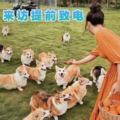 精灵犬舍:深圳市南山区海岸城/保利附近