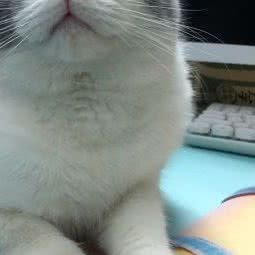 名门汪族宠物养生馆:深圳市南山区蛇口附近