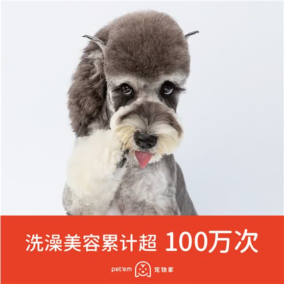 宠物狗家:深圳市南山区蛇口附近